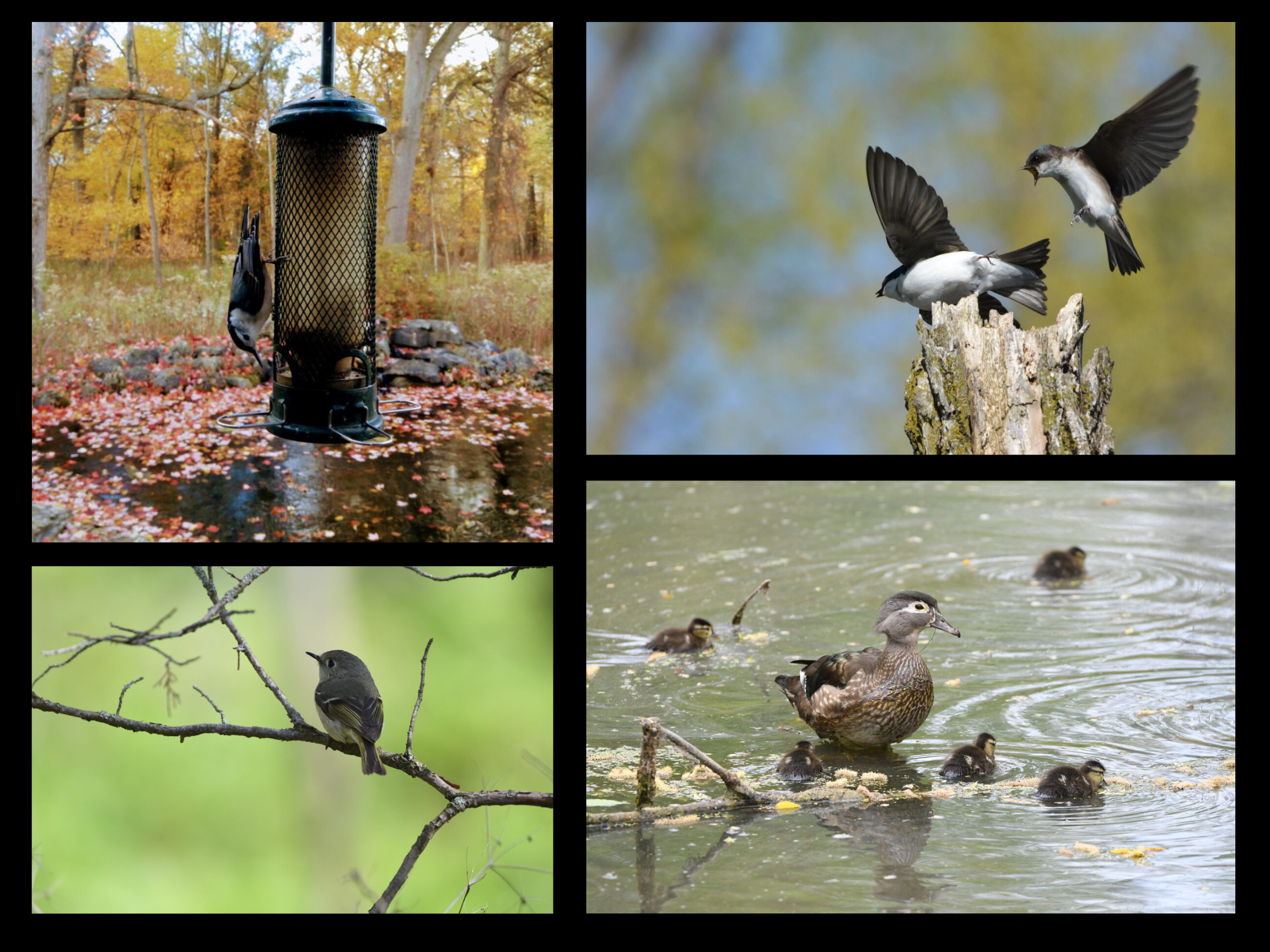 Collage of white-breasted nuthatch on a feeder, tree swallows in flight, wood ducks in water, ruby-crowned kinglet on a branch